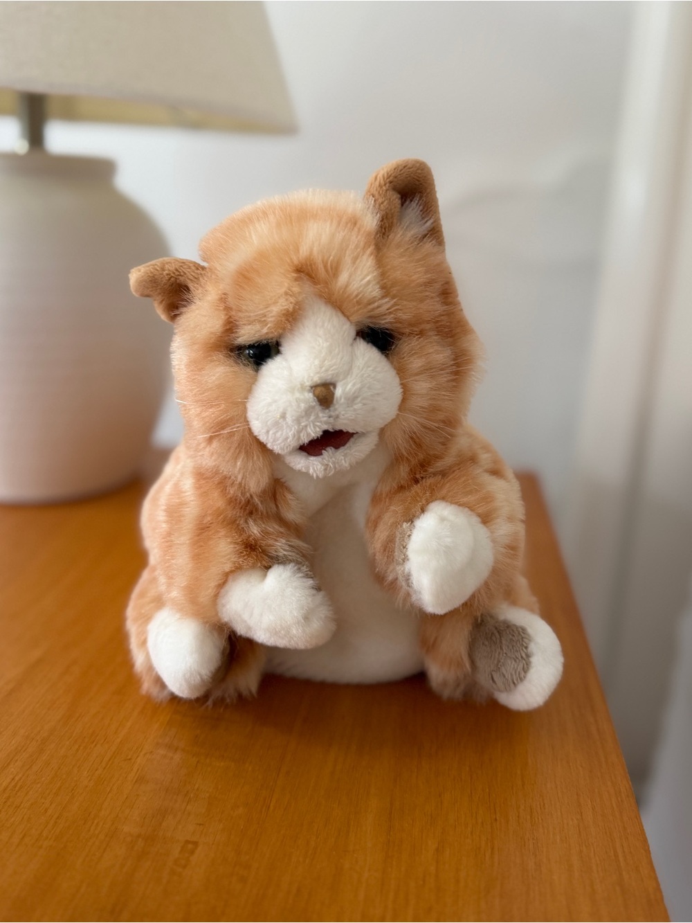 Folk man is Orange Tabby Kitten